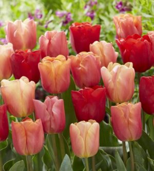 Лале Джими в прасковено оранжево с розов отенък - Tulip Jimmy Лале Джими в прасковено оранжево с розов отенък - Tulip Jimmy