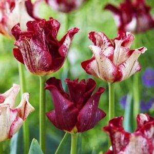Лале Короната на райета много екстравагантно - Tulip Striped crown Лале Короната на райета много екстравагантно - Tulip Striped crown