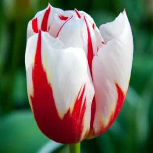 Лале бяло с червено Щастлив народ - Tulip Happy generation Лале бяло с червено Щастлив народ - Tulip Happy generation