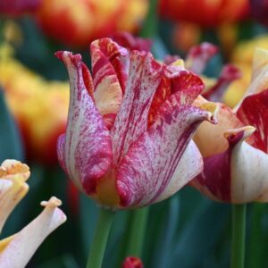 Лале Короната на райета много екстравагантно - Tulip Striped crown Лале Короната на райета много екстравагантно - Tulip Striped crown